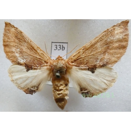 Ptilodon capucina (Linnaeus, 1758) female Czech33b